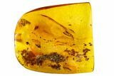 Detailed Fossil Caddisfly (Trichopterae) In Baltic Amber #105486-3